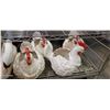 Image 1 : Lot of 4 Blow Mold Chicken Planters