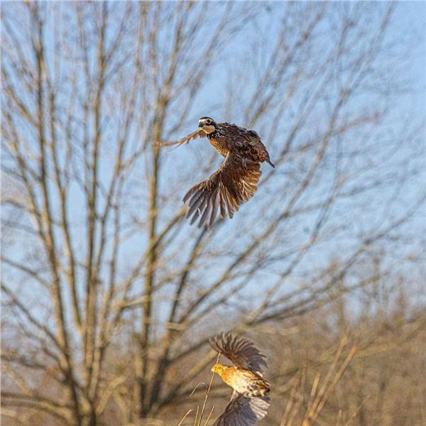 2 full days of unlimited quail hunting for 4 hunters on the Mississippi black prairie