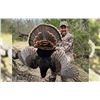 Image 1 : Exclusive 2026 Gould's Mexico Turkey Hunt Guided by Rob Keck