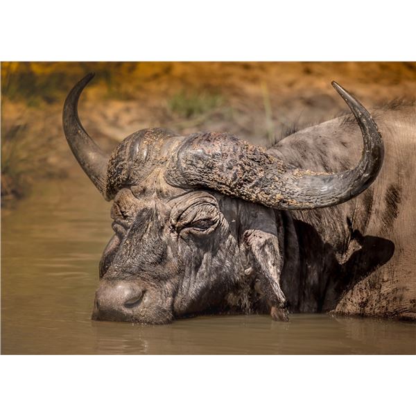 The Super Mc-Nab! A Buffalo Bull, Ostrich & A Nile Crocodile for 1 hunter