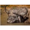 Image 1 : The Super Mc-Nab! A Buffalo Bull, Ostrich & A Nile Crocodile for 1 hunter