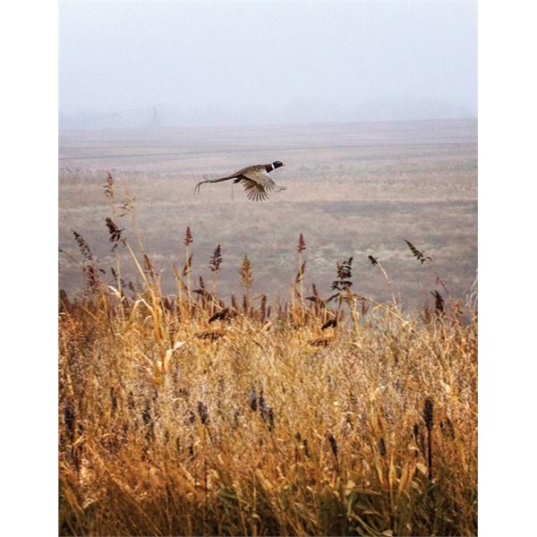 3 night, 2 day pheasant hunt for 4 hunters at the Cheyenne Ridge Signature Lodge SD
