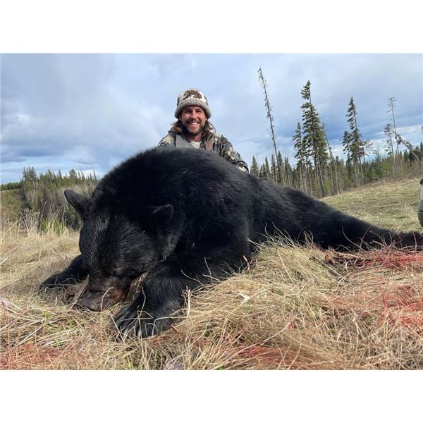 5-Day Black Bear Hunt for One Hunter in British Columbia