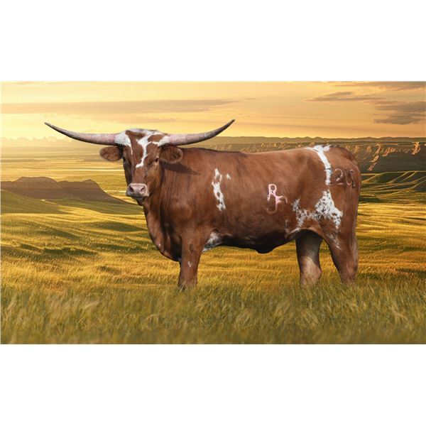 RJF REBELLIOUS DIVA 220