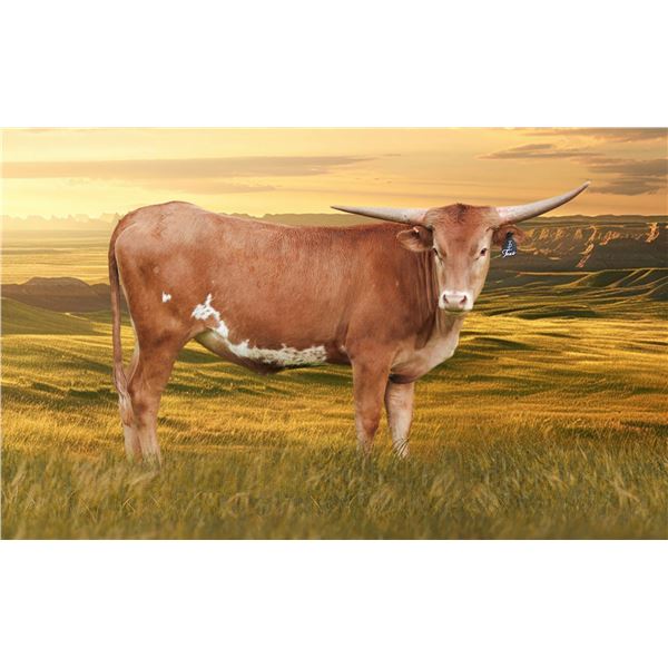 3P RAVIN'S ROYAL TEXI