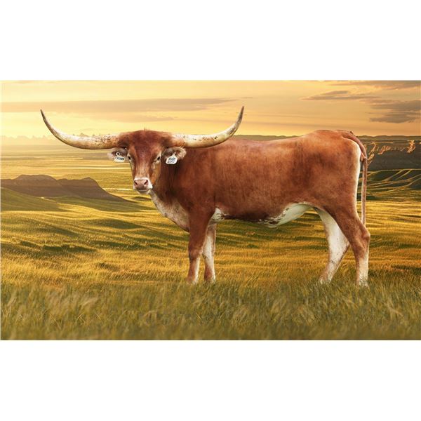 Hubbells Crown Ruby Rose