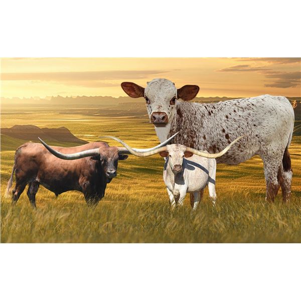 PACIFIC YELLOW BELL X PACIFIC COWBOY 40 - TAG 308