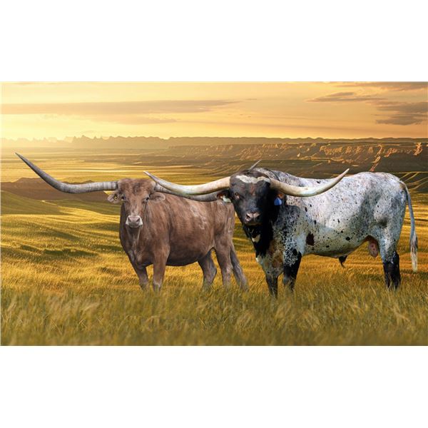 SCRATCH: HL HEADS UP X RJF RIO NIGHT HEIFER PREGNANCY