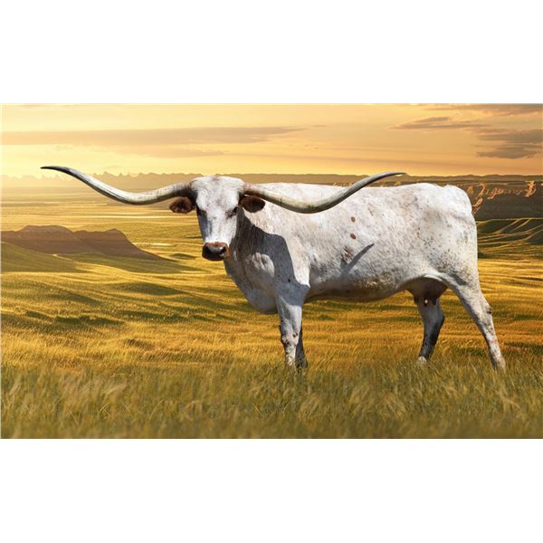 HCL TEXAS DEBUT