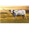 Image 1 : HCL TEXAS DEBUT