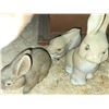 Image 2 : Vintage Wooden Planter with Easter Bunnies