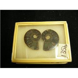 CHOICE on 7 fossilized snails (3)