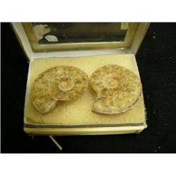 CHOICE on 7 fossilized snails (3)