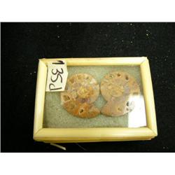 CHOICE on 7 fossilized snails (3)