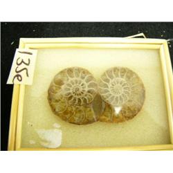 CHOICE on 7 fossilized snails (3)