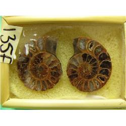 CHOICE on 7 fossilized snails (3)