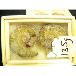 CHOICE on 7 fossilized snails (3)