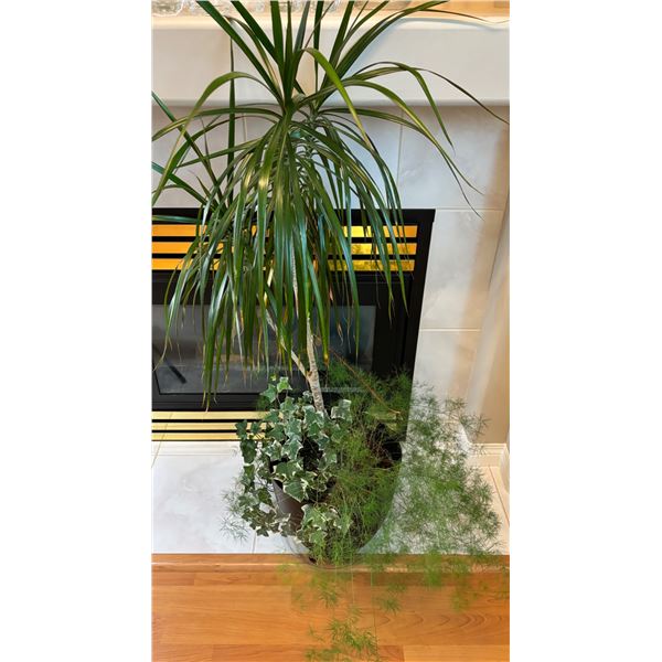 Potted House Plant