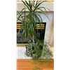 Image 1 : Potted House Plant