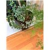 Image 2 : Potted House Plant