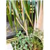 Image 3 : Potted House Plant
