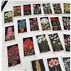 Image 2 : Imperial Tobacco Company Flower Culture in Pots Card Set