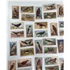 Image 2 : Imperial Tobacco Company British Birds Card Set