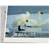 Image 2 : Frances Photo Of Snow Geese