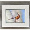 Image 1 : Greg Roberts Robin Photo