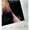 Image 2 : Don Adams On The Lookout Brown Bear Card