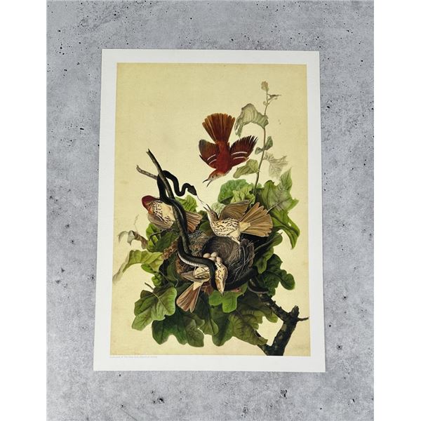 John James Audubon Brown Thrasher Print