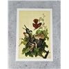 John James Audubon Brown Thrasher Print