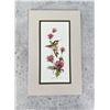 Carolyn Shores Wright Hummingbird Print