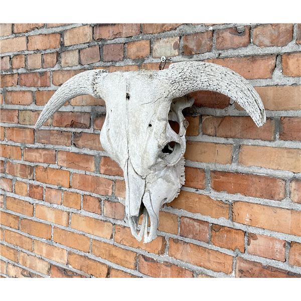 Nice Large Montana Ranch Bull Skull