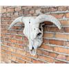 Image 1 : Nice Large Montana Ranch Bull Skull
