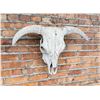 Image 2 : Nice Large Montana Ranch Bull Skull