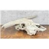Image 4 : Nice Large Montana Ranch Bull Skull