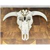 Image 5 : Nice Large Montana Ranch Bull Skull