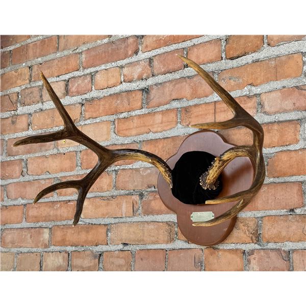 Montana Taxidermy Mule Deer Antlers Horns