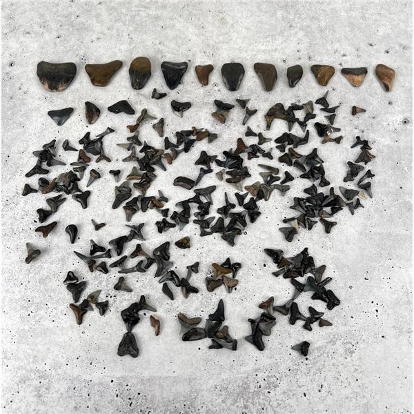 Large Group Of Fossil Shark Teeth