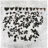 Image 1 : Large Group Of Fossil Shark Teeth