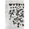Image 2 : Large Group Of Fossil Shark Teeth