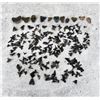Image 4 : Large Group Of Fossil Shark Teeth