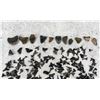 Image 5 : Large Group Of Fossil Shark Teeth