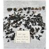 Image 7 : Large Group Of Fossil Shark Teeth