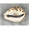 Image 2 : Redondo Beach California Souvenir Carved Shell