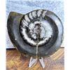 Image 1 : Goniatite Ammonite Fossil