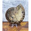 Image 2 : Goniatite Ammonite Fossil