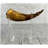 Image 1 : Colonial American Ship Scrimshaw Powder Horn
