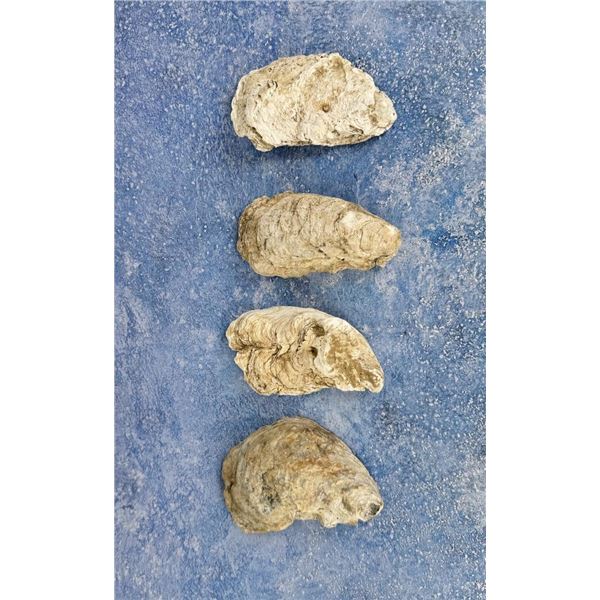Southern Plantation Excavated Oyster Shells